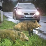 Wildwechsel Sommerzeit Winterzeit Zeitumstellung